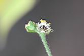 小米菊-實1.jpg