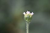 小米菊-花萼1.jpg