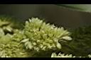 小米-花04.JPG