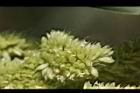 小米-花03.JPG