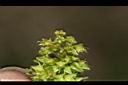 小羊蹄-花01.JPG