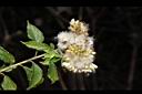 小舌菊-實序06.JPG