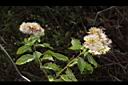 小舌菊-果枝05.JPG
