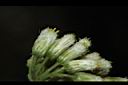 小舌菊-花序16.JPG