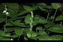 小花寬葉馬偕花-實06.JPG