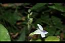 小花寬葉馬偕花-花06.JPG