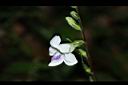 小花寬葉馬偕花-花07.JPG