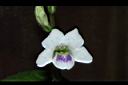 小花寬葉馬偕花-花09.JPG