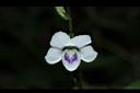 小花寬葉馬偕花-花12.JPG