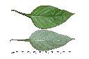 小花寬葉馬偕花-葉00.jpg