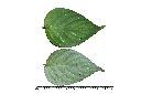 小花寬葉馬偕花-葉02.jpg