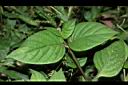 小花寬葉馬偕花-葉序05.JPG