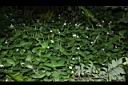 小花寬葉馬偕花01.JPG