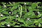 小花寬葉馬偕花-實04.JPG