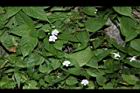 小花寬葉馬偕花-花02.JPG