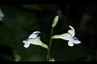 小花寬葉馬偕花-花03.JPG