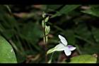 小花寬葉馬偕花-花05.JPG