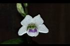 小花寬葉馬偕花-花08.JPG