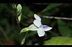 小花寬葉馬偕花-花11.JPG