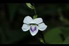 小花寬葉馬偕花-花13.JPG