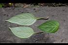 小花寬葉馬偕花-葉01.JPG