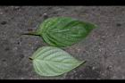 小花寬葉馬偕花-葉03.JPG