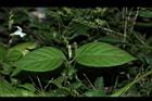 小花寬葉馬偕花-葉序00.JPG