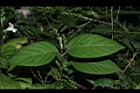 小花寬葉馬偕花-葉序01.JPG
