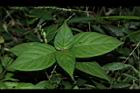小花寬葉馬偕花-葉序02.JPG