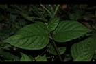 小花寬葉馬偕花-葉序04.JPG