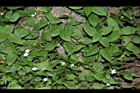 小花寬葉馬偕花07.JPG