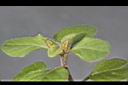 小茄-花苞00.JPG