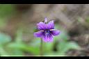 小菫菜-花07.jpg