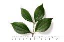 小葉樟-葉序00.JPG