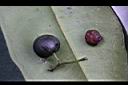 小葉樹杞-種子00.jpg