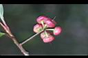 小葉樹杞-紅實4.jpg