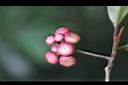 小葉樹杞-紅實6.jpg