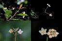 小葉樹杞-花1.jpg