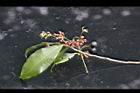 小葉樹杞-紅實0.jpg