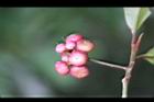 小葉樹杞-紅實7.jpg