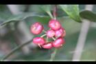 小葉樹杞-紅實8.jpg