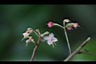 小葉樹杞-花00.jpg