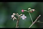 小葉樹杞-花01.jpg