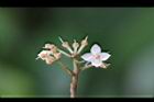 小葉樹杞-花04.jpg