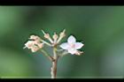 小葉樹杞-花05.jpg