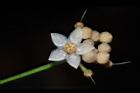 小葉樹杞-花08.JPG