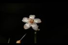 小葉樹杞-花12.JPG
