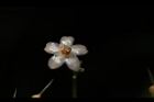 小葉樹杞-花13.JPG