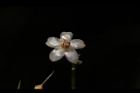 小葉樹杞-花14.JPG