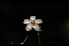 小葉樹杞-花15.JPG